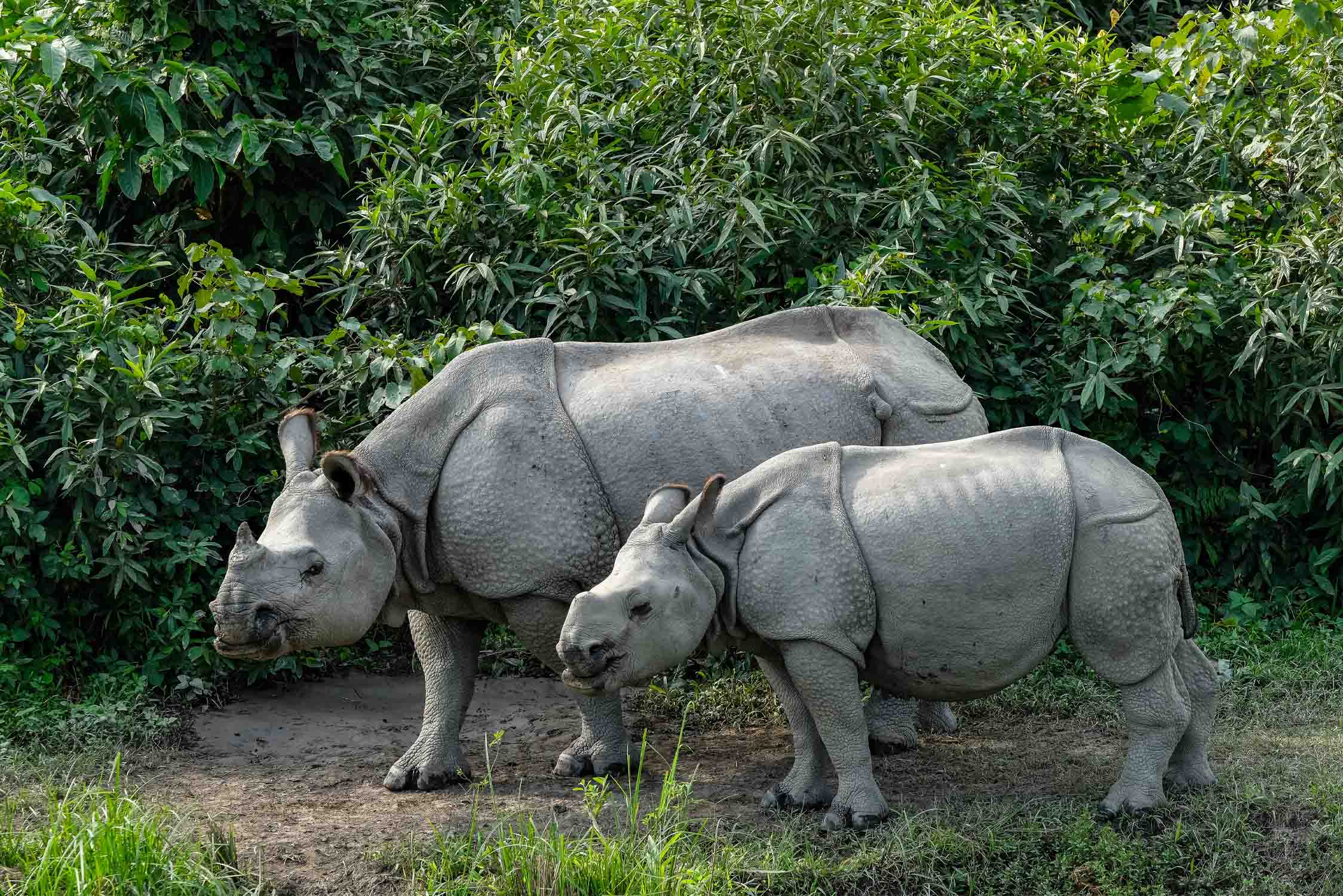 Assam