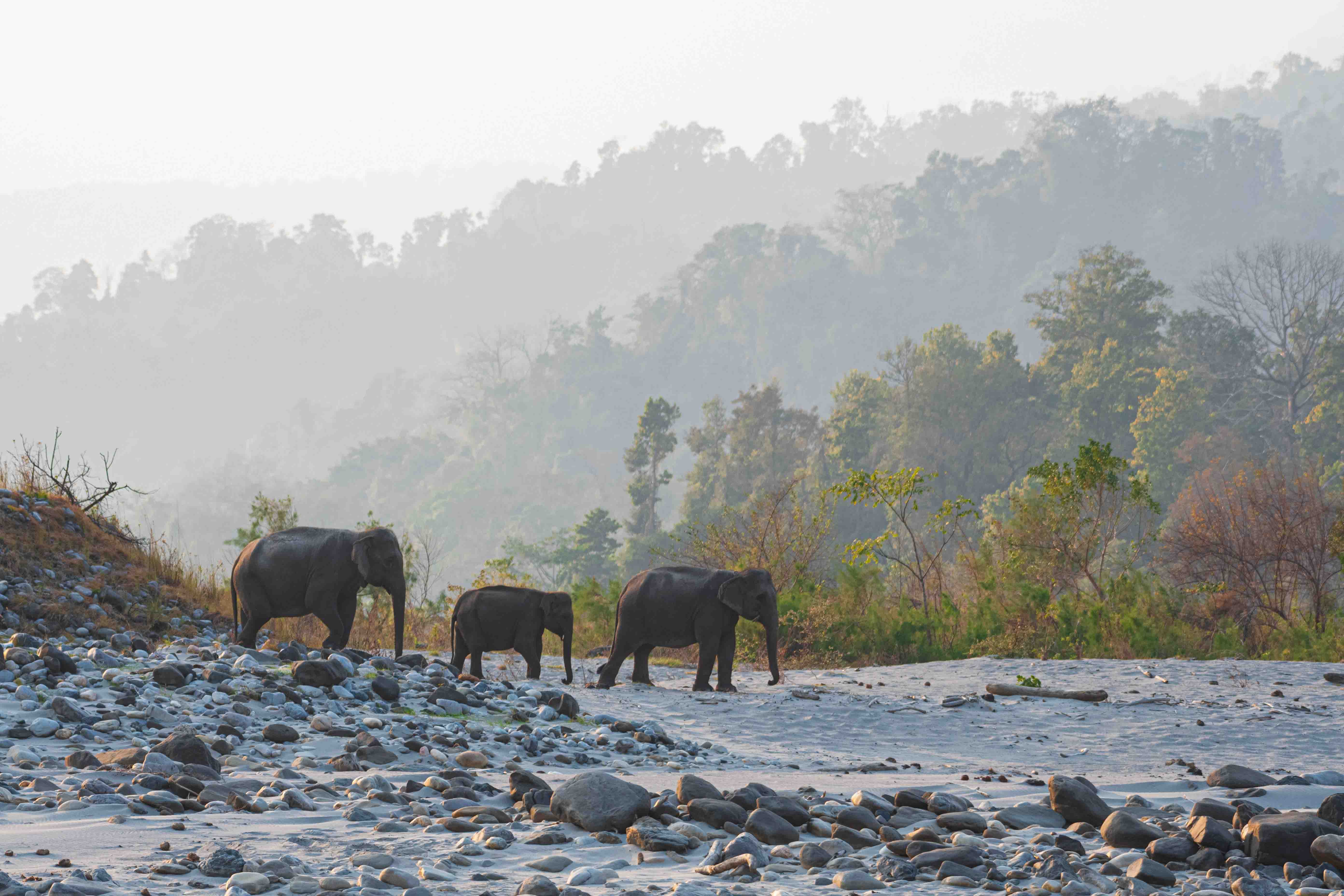 Assam